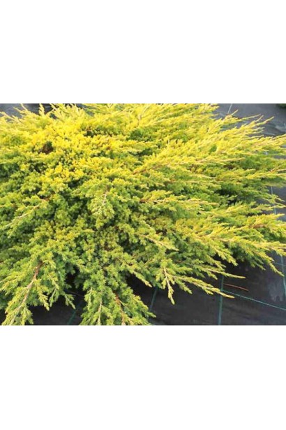 Компактний кущ ялівця лежачого Kishiogima. 